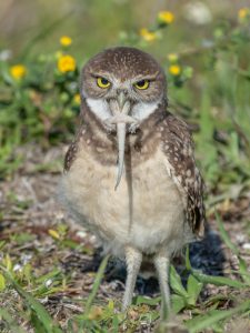 A burrowing owl eating a gecko _ Andrew Mease